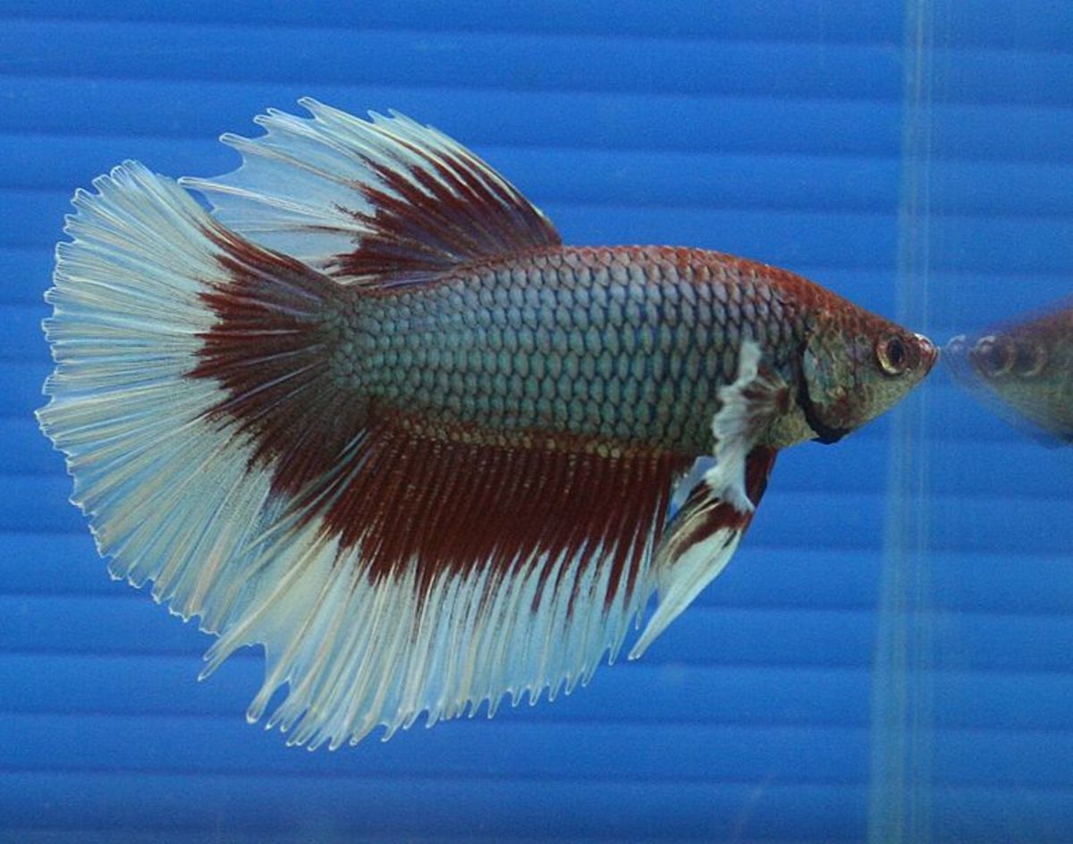 A vibrant betta fish swimming in a clean 1-gallon tank