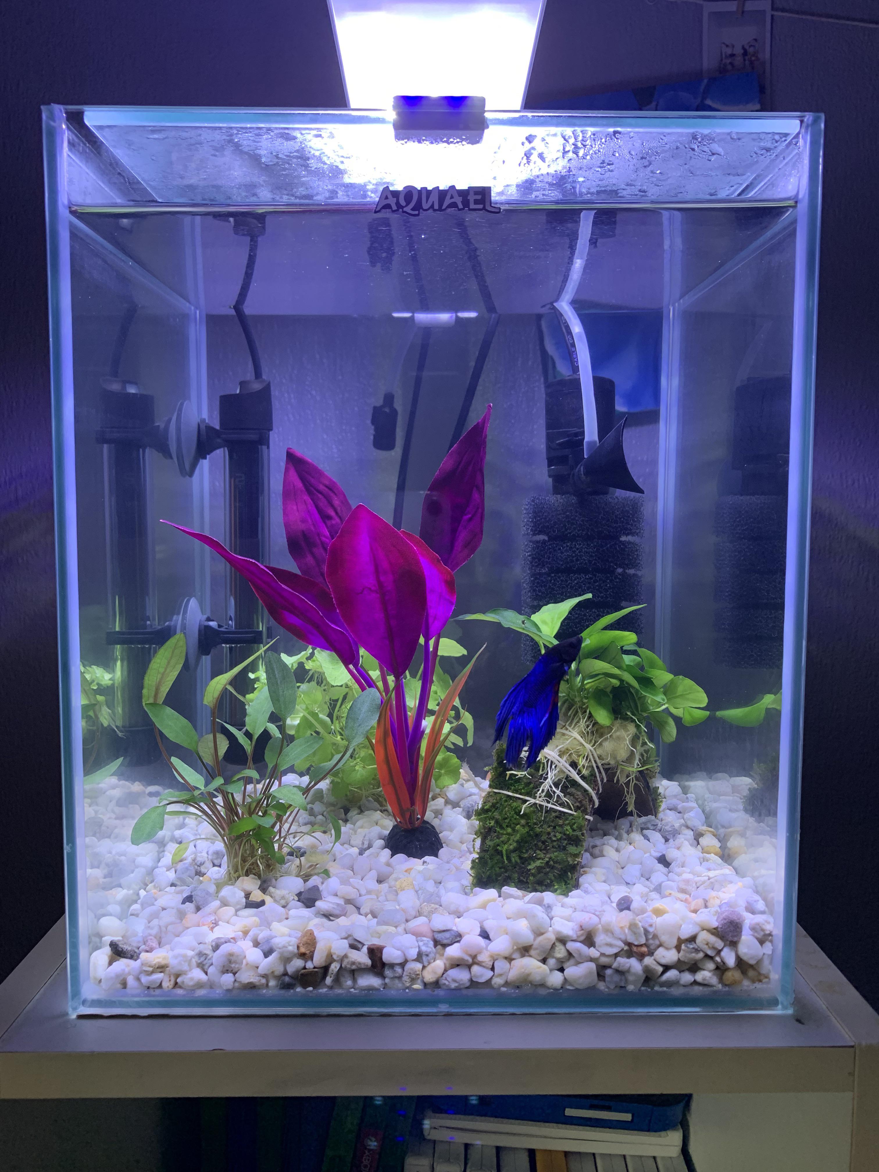 Betta fish tank adorned with live plants like Java Fern, Anubias, and Amazon Sword
