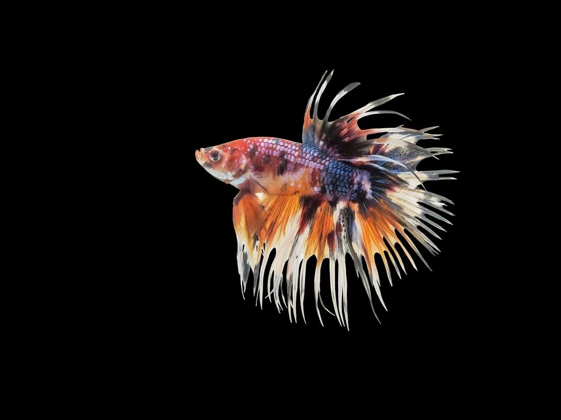 Vibrant Crowntail Betta fish showcasing its unique tail