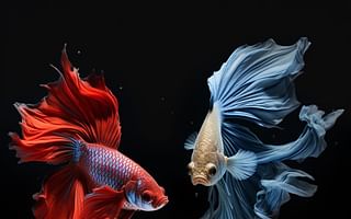 What triggers aggression in betta fish towards other fish?