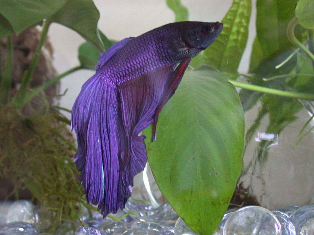 Betta fish resting on the leaf of an aquatic plant